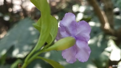 花花世界——鸳鸯茉莉