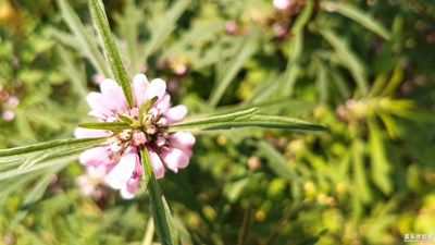 花花世界——益母草