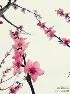 桃李争春 S7e细数芬芳