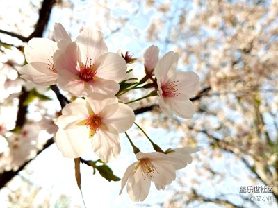 清明假期北京玉渊潭樱花园