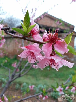 桃花雨