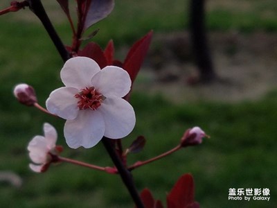 路边的花