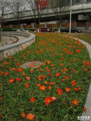 春花烂漫