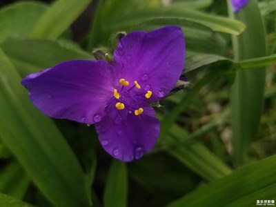 不知名的花