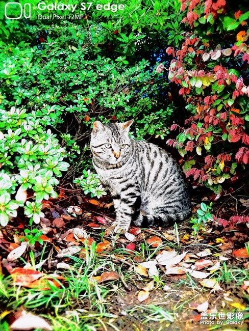 野猫夫妻