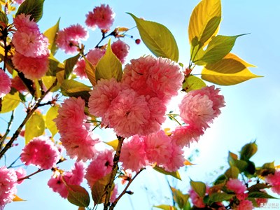 樱花