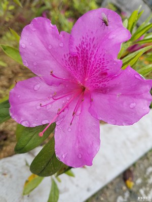 雨后的杜鹃花格外鲜艳