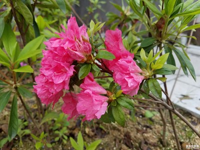 不一样的杜鹃花