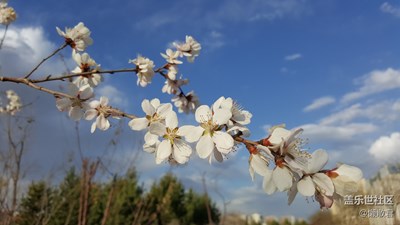 我眼中的世界+呼和浩特草原丝绸之路公园+满园春色