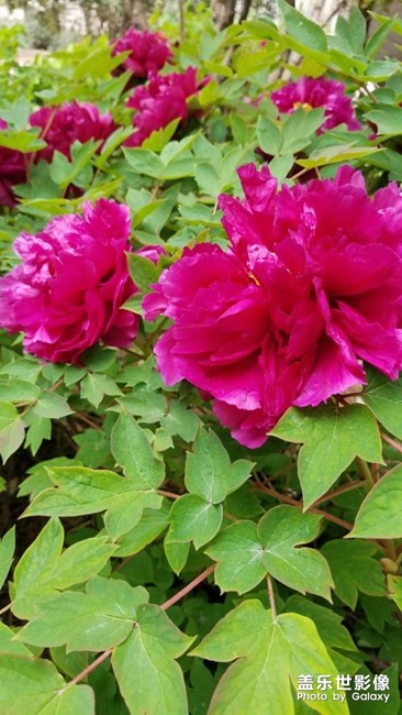 花开富贵