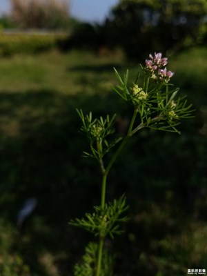 小花二组