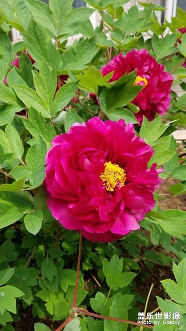 花开富贵