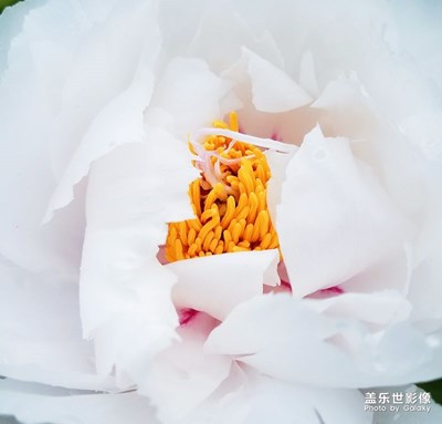 牡丹花
