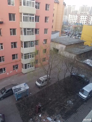 柳树