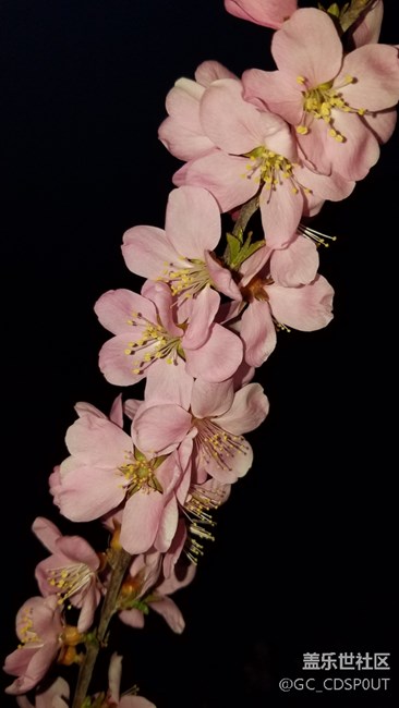 大家看这照片怎么样，没有后期制作，因为我不会。。