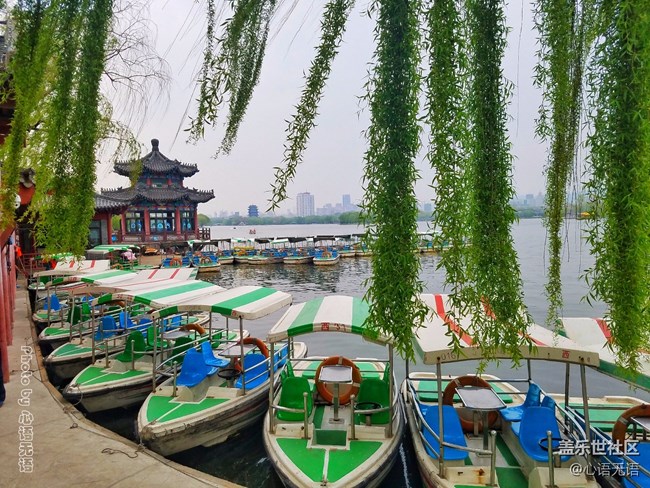 清明时节，去大明湖畔邂逅夏雨荷