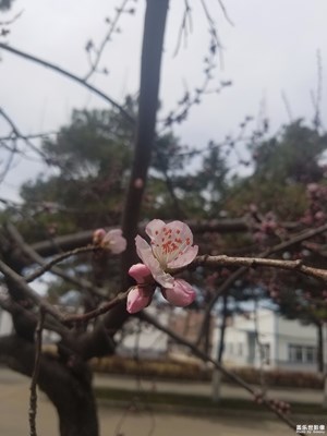 桃花