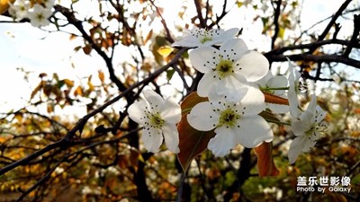 梨园花开。