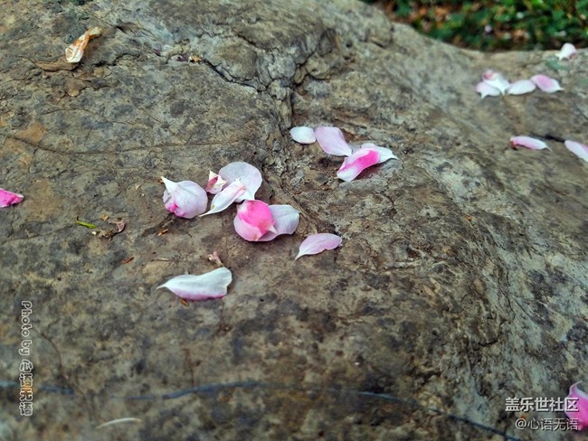 清明时节，去大明湖畔邂逅夏雨荷