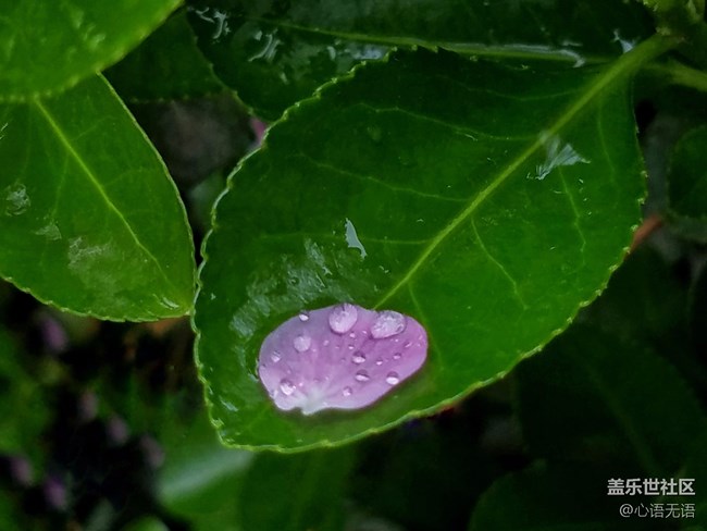 清明时节，去大明湖畔邂逅夏雨荷