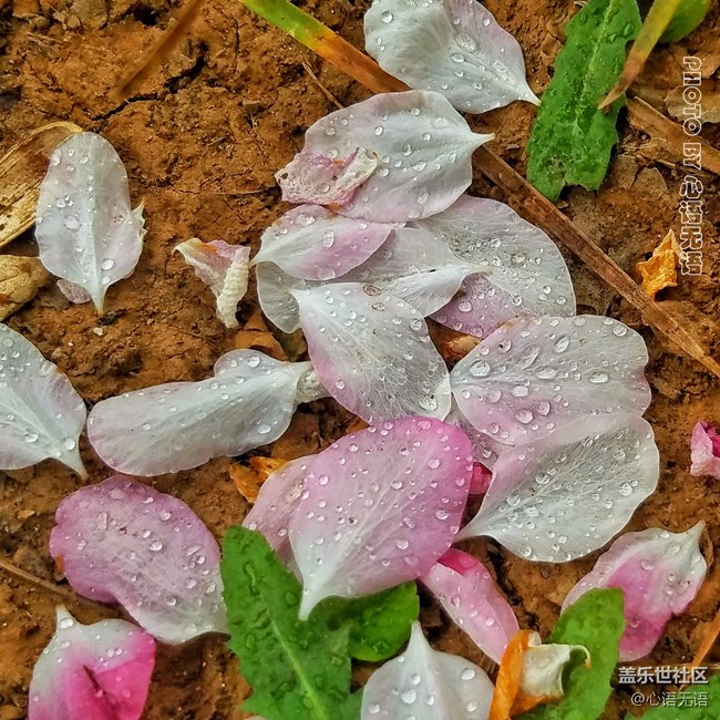 清明时节，去大明湖畔邂逅夏雨荷