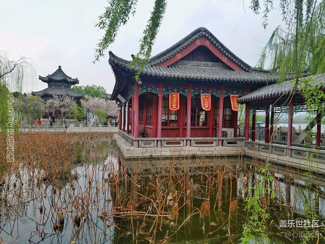 清明时节，去大明湖畔邂逅夏雨荷