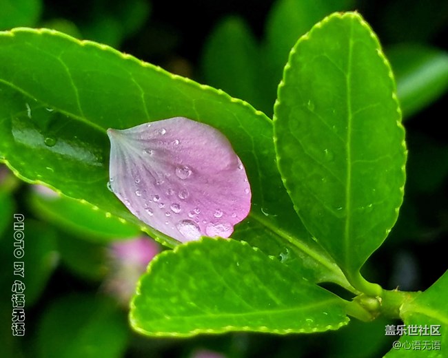 清明时节，去大明湖畔邂逅夏雨荷