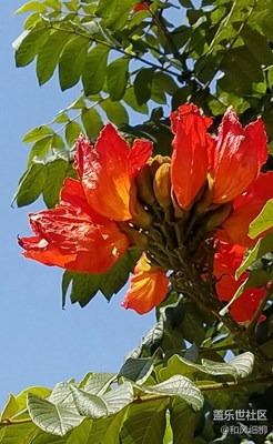 火焰花