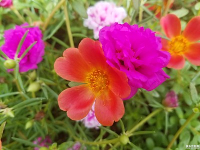 小花