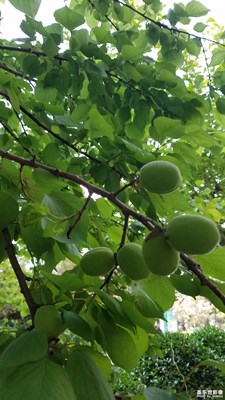 青果