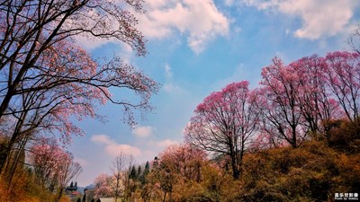 游走在辛夷花花丛中