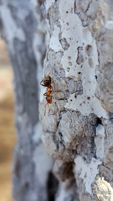 大E拍的蚂蚁