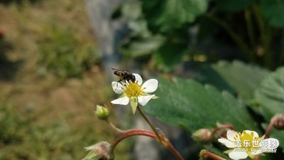 我眼中的世界+信丰+草莓花