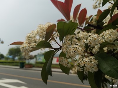 花花要遭到风雨的摧残了