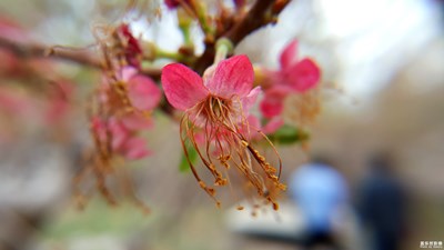 天暖摧花落