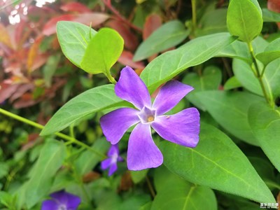 花与绿