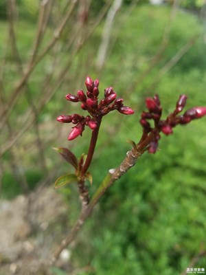 芽