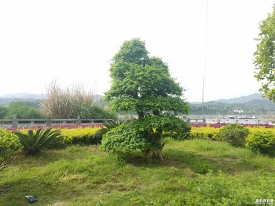 风景树两棵