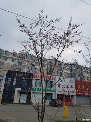 杏树