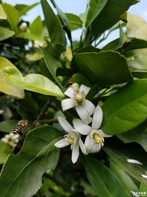 金橘花自开，娇蜂把蜜采