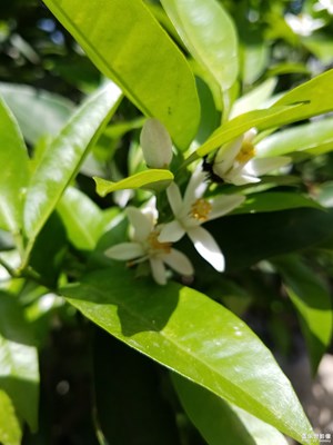 金橘飘香