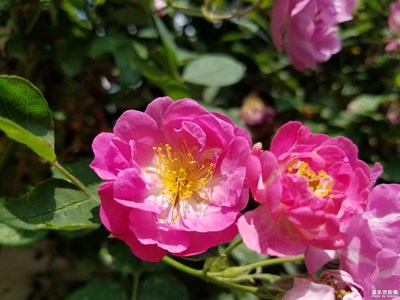 蔷薇花