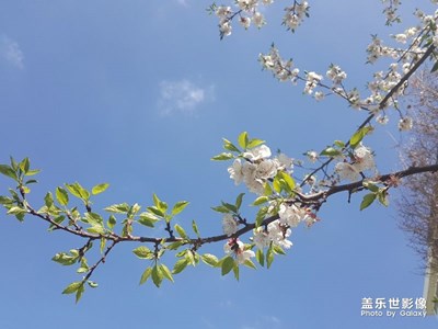 乌鲁木齐的杏花开了