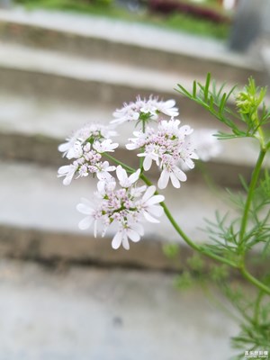 芫荽花也漂亮