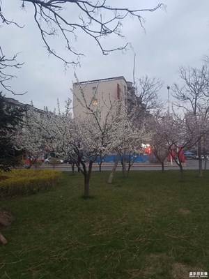 树