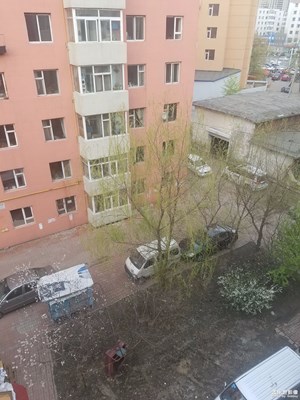 柳树