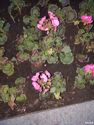 小花