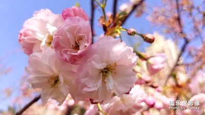 在这个季节里，丹东市的大街小巷，到处都是鲜花盛开。）