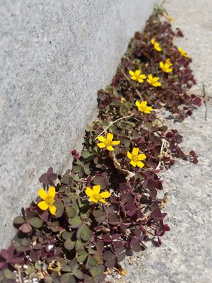 台阶小野花