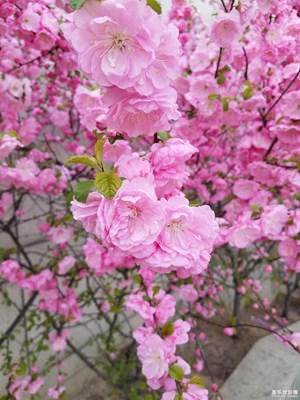 花卉，大家看看拍的还行吗？